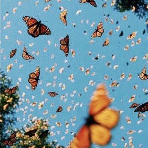 Meet your Posher, Addison